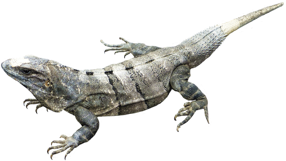 Amphibian Png Image - Jungle Animals No Background (960x543), Png Download