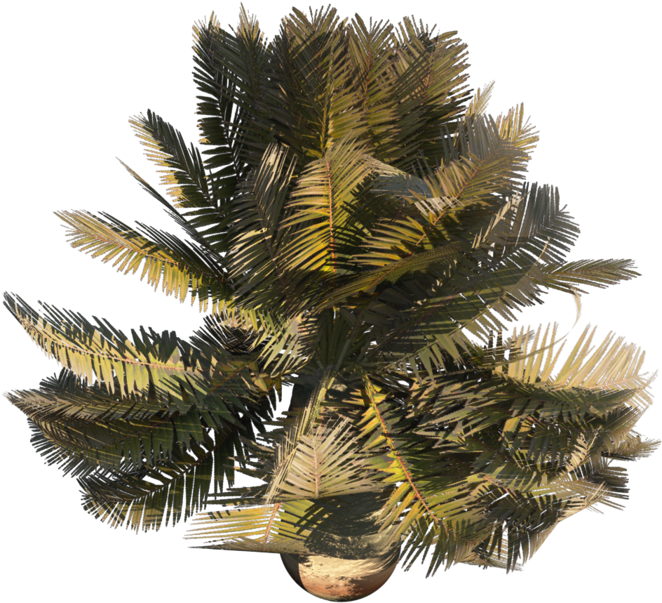 Plant3 - Paurotis Palm (1920x1097), Png Download