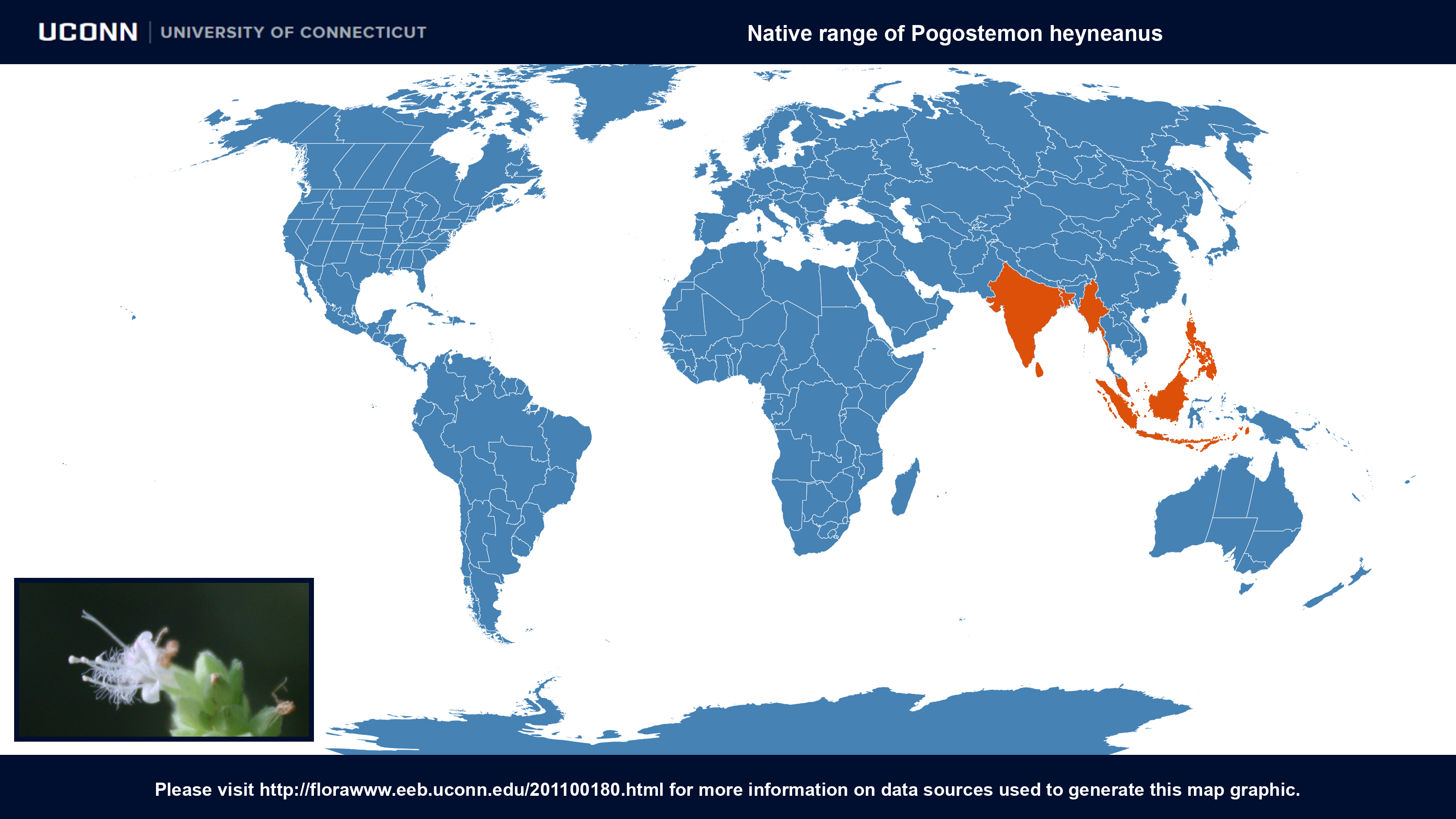 Country Of Origin - Coffea Arabica Origin (3200x1800), Png Download