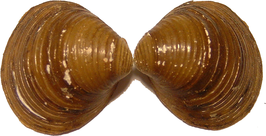 Mussel Png Pic - Freshwater Bivalves (800x800), Png Download