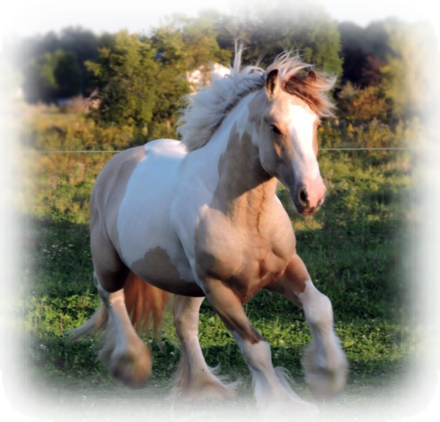 The Gypsy Vanners Of Northern Lights Ranch Are A Combination - Stallion (626x600), Png Download