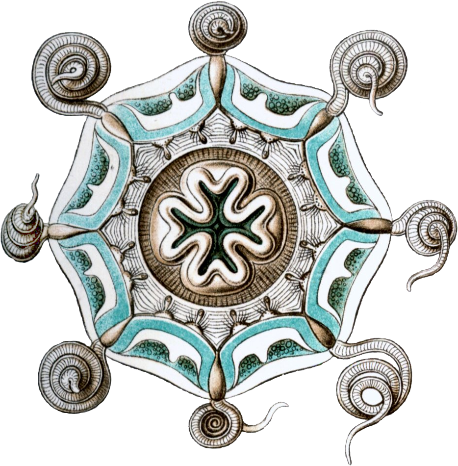 Aeginura Grimaldii By Haeckel - Ernst Haeckel In Colour (1000x1000), Png Download