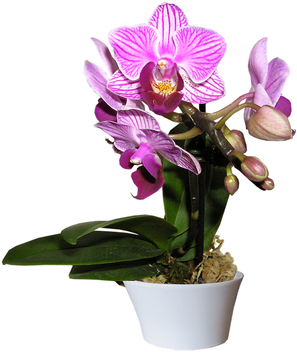 Orchid, Pot, Cut, Out - Paisajes De Orquidea Png (623x720), Png Download