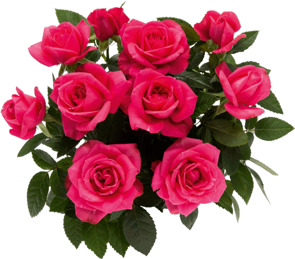 Floribunda (600x600), Png Download