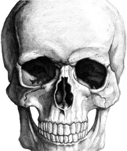 Drawn Bones Transparent Background - Skull Transparent Background Gif (640x480), Png Download