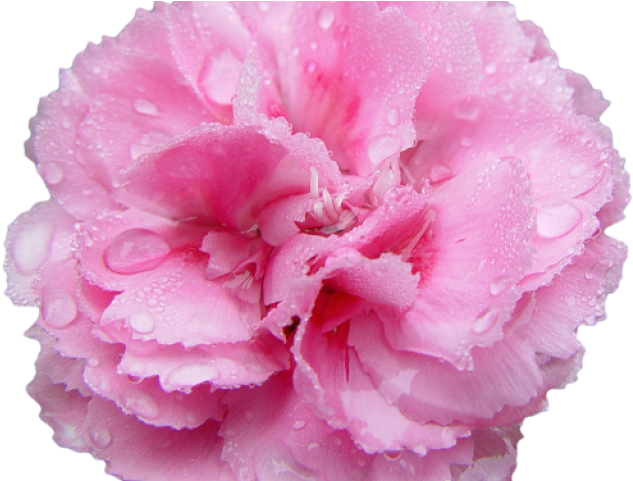 Carnation Clipart Transparent Background - Ical Beauty Glowing Masker (640x480), Png Download