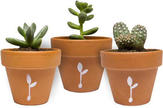 Succulent Trio - Flowerpot (720x720), Png Download