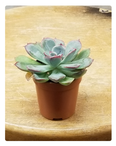 Mini Succulent 3" Potted Plant Variety - Flowerpot (524x640), Png Download