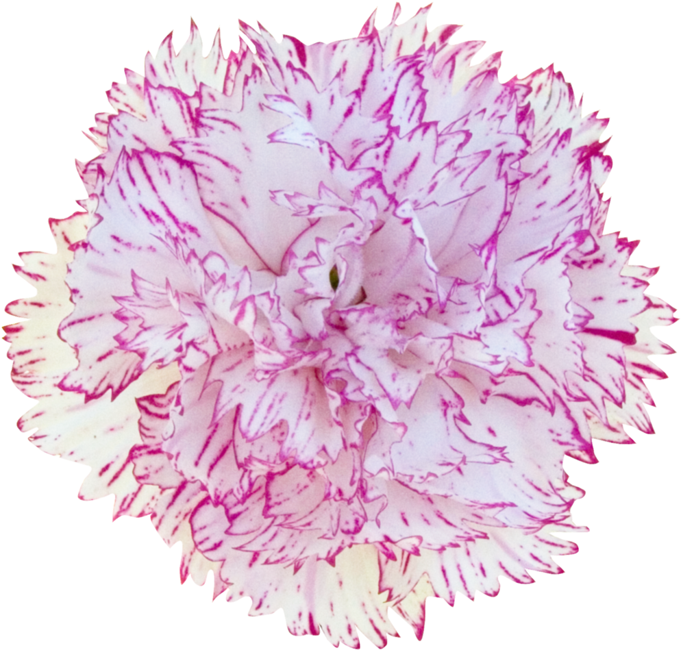 Carnation - Dianthus (1000x1000), Png Download