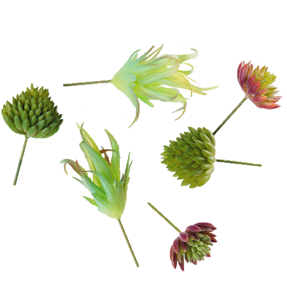 Buttercup (1000x1000), Png Download