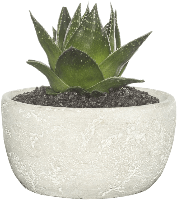 Nature - Flowerpot (800x800), Png Download