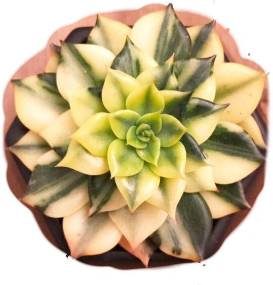 Varigated Black Prince Echeveria - Agave (600x600), Png Download