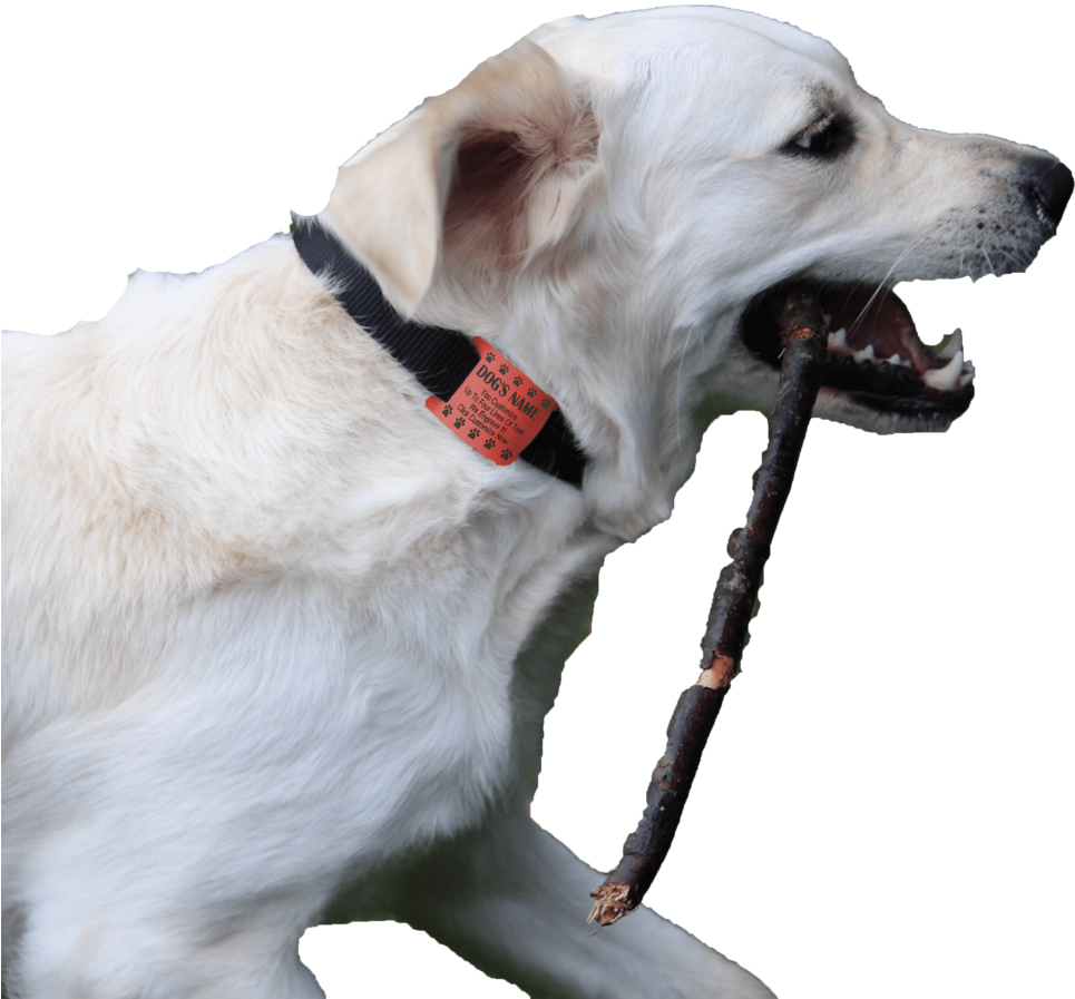 Charliegh With Oranage Tag-min - Dog Catches Something (1000x1000), Png Download