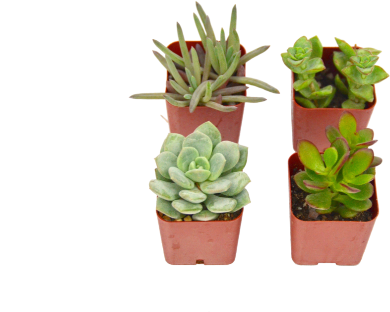 4 Succulent Variety Pack - Flowerpot (1057x700), Png Download
