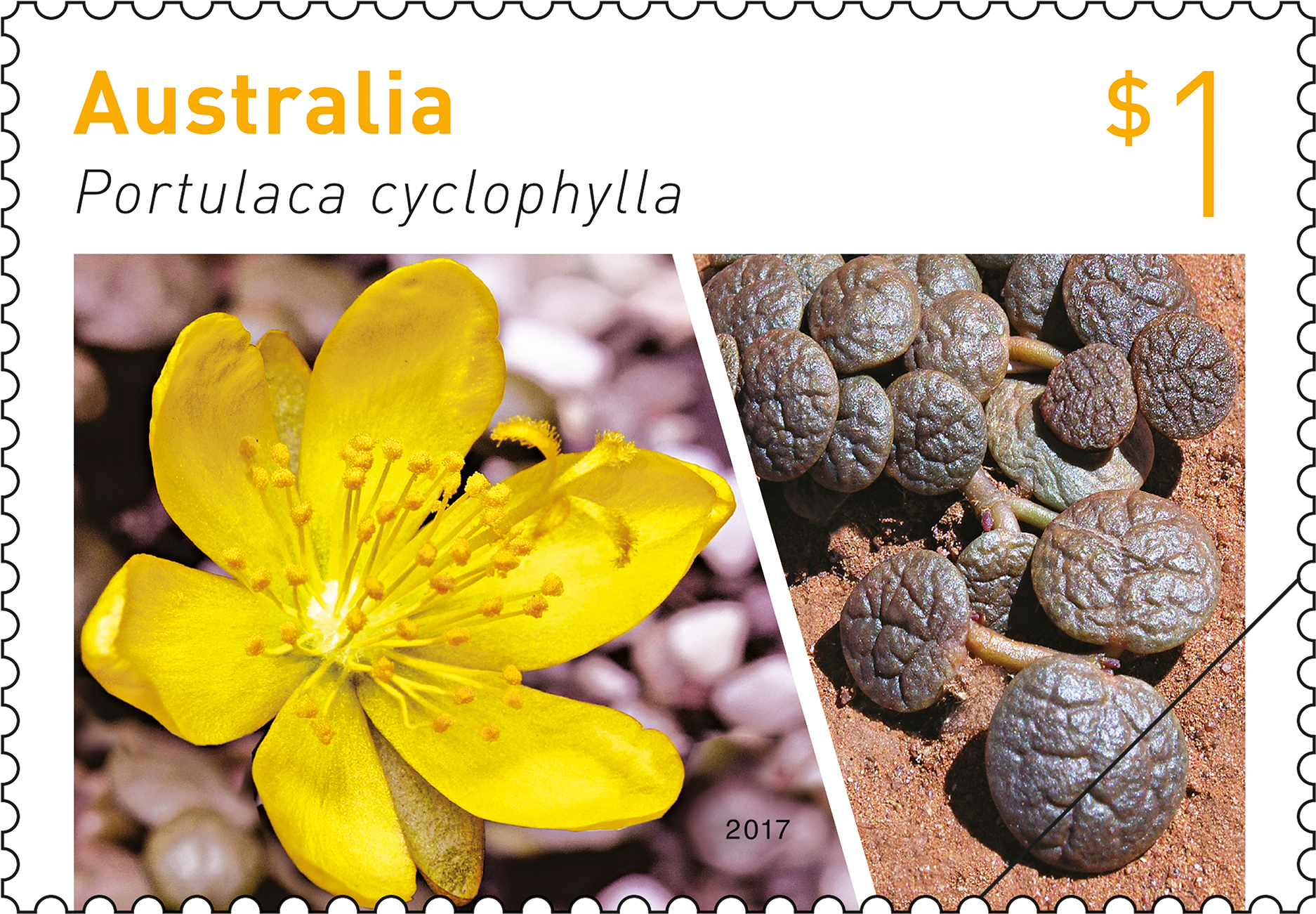 $1 Stamp Featuring Portulaca Cyclophylla - Australian Stamps 2017 (2400x1350), Png Download