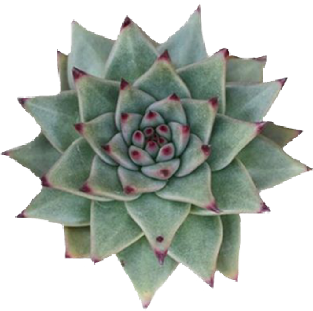 Succulent Sticker - Succulent Plant (1024x1018), Png Download
