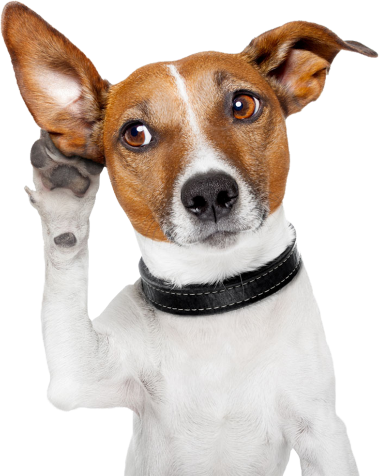 Dog Png Image Free Download Searchpng - Get Attention (715x715), Png Download
