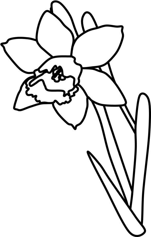 Daffodil, Black And White, Png - Cartoon (816x1056), Png Download
