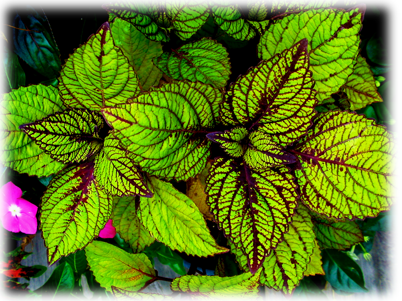 Coleus Fishnet Stockings - Floral Design (800x600), Png Download