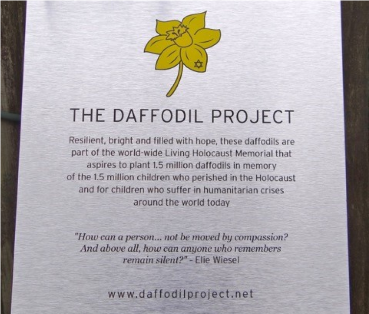 A Week After The Daffodil Project, On Jan - Narcissus (1024x640), Png Download