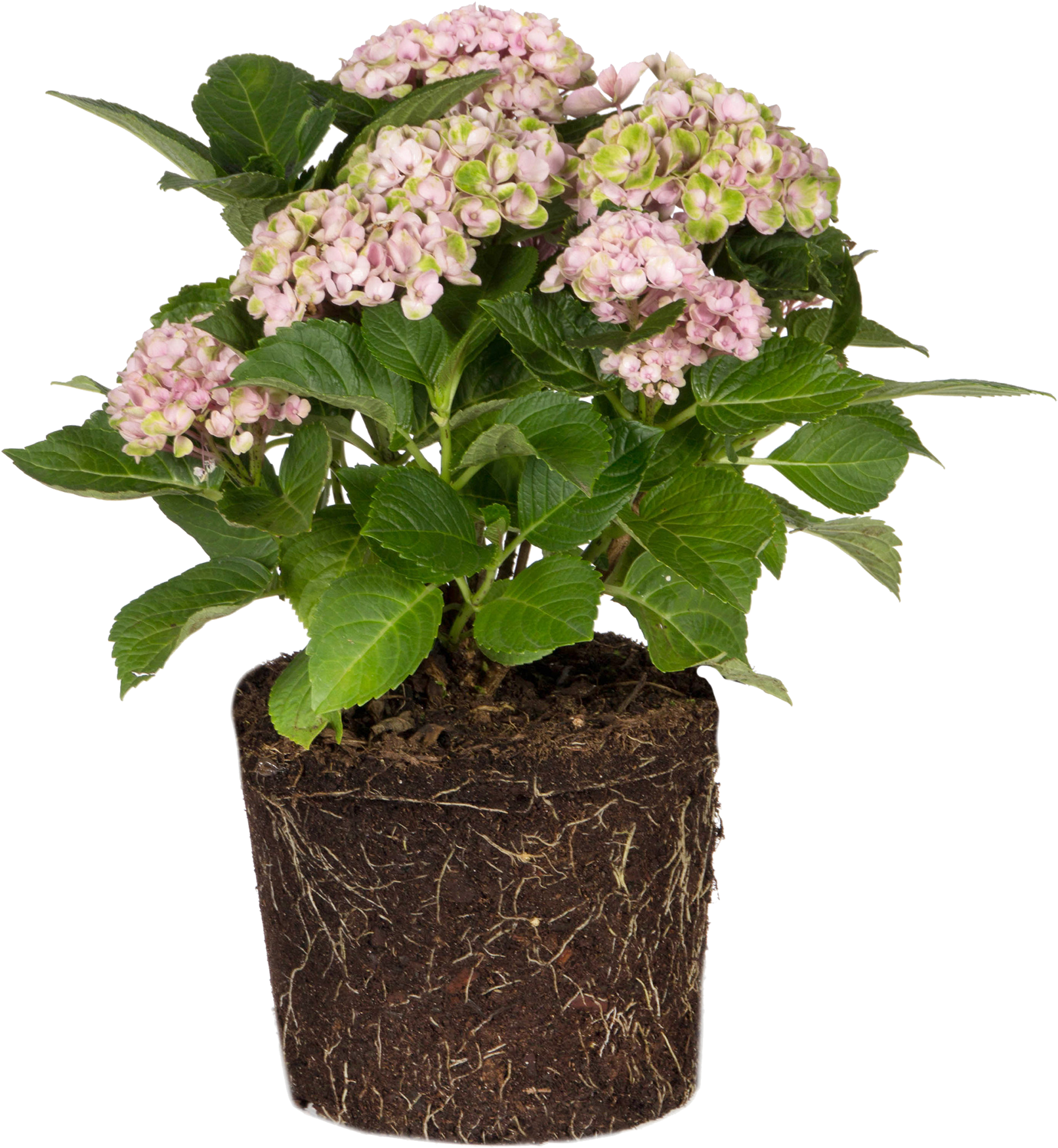 Hydrangea - Small Mum Plants (2736x2940), Png Download