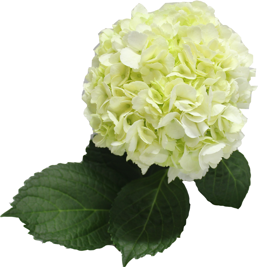 Single Color Box For Natural Hydrangeas Full - Hydrangea (1000x900), Png Download
