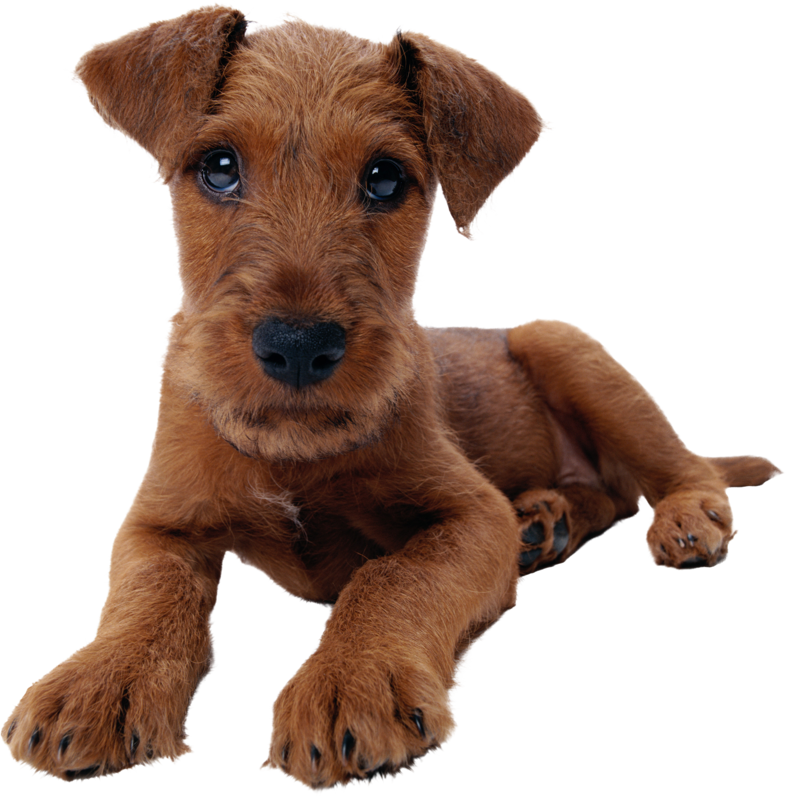 Mixed Dog Png (2716x2749), Png Download