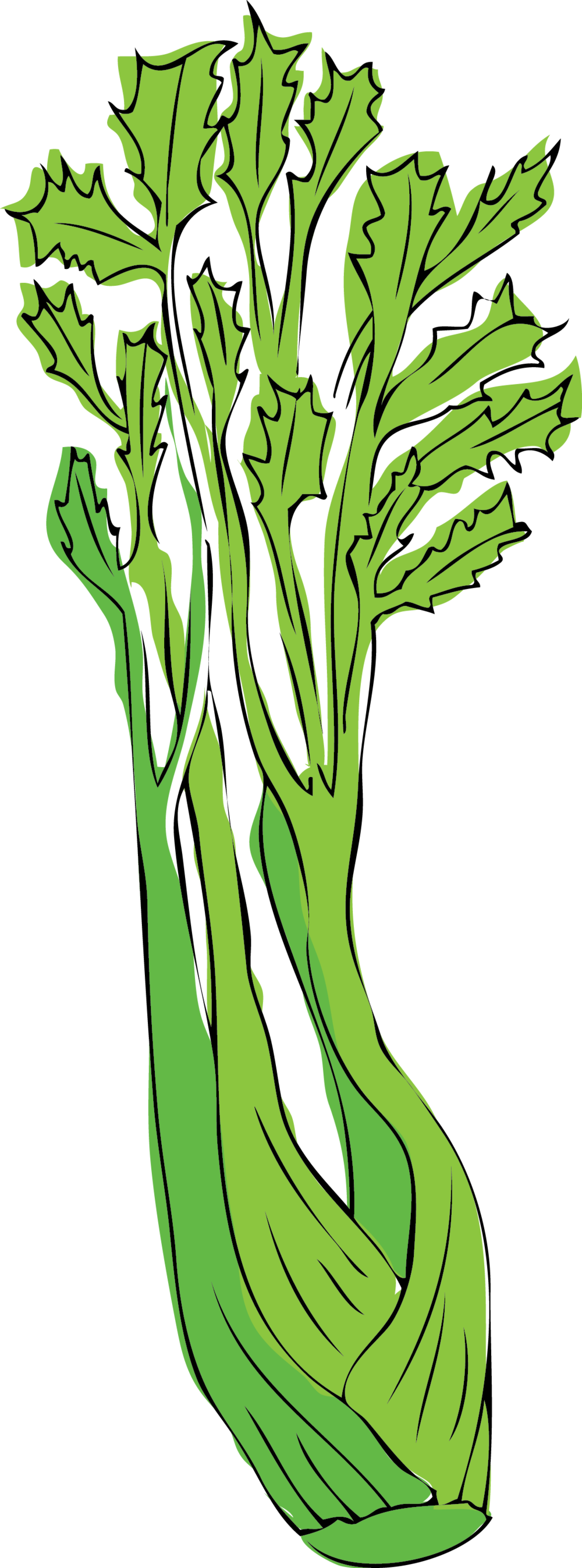 Celery (1000x2694), Png Download
