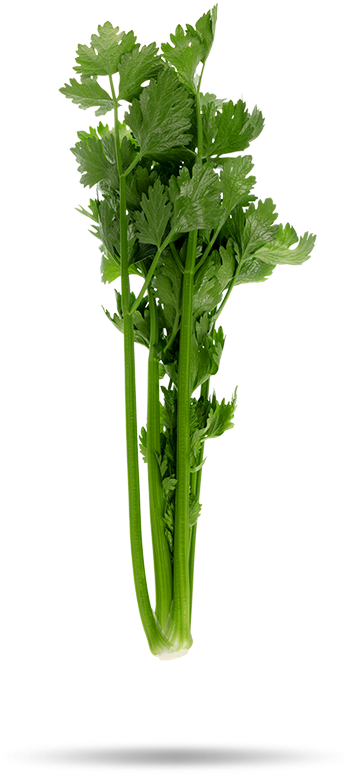 Arrosage Ficus Tressé (740x900), Png Download