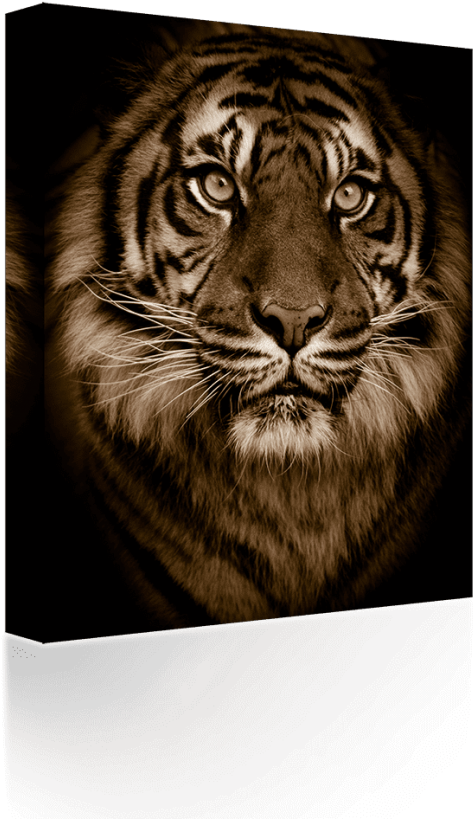 Free Png Download Golden Bengal Tiger Green Eyes Big - Tiger Porträtt (480x818), Png Download
