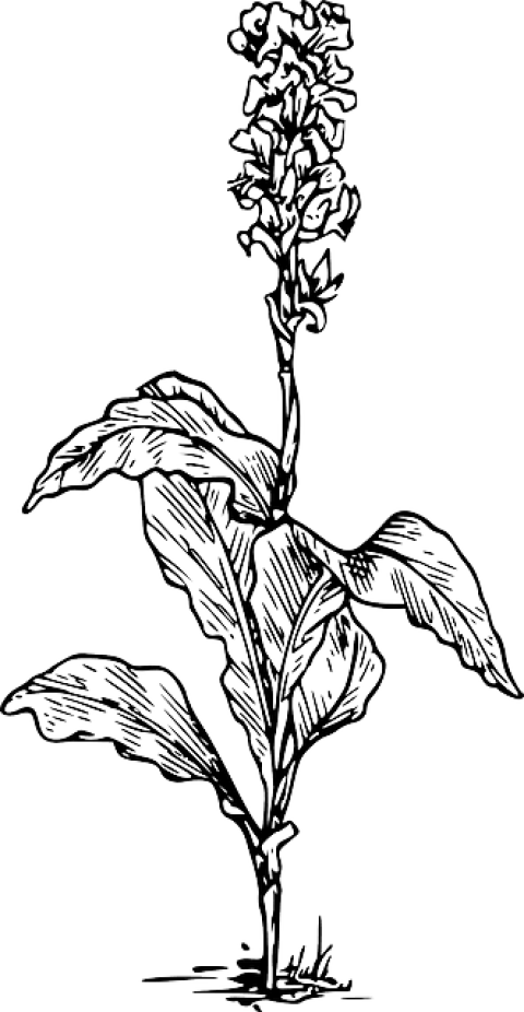 Free Png Download Canna Indica Flower Drawing Png Images - Plant Image Black And White (480x926), Png Download