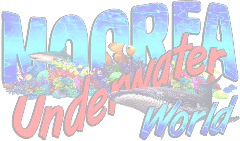 Moorea Semi-submersible, Day Tour, Moorea Submarines, - Clown Fish (840x496), Png Download