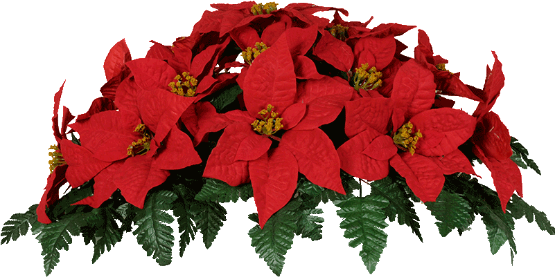 Poinsettias Clipart Poinsettia Leave - Fleurs De Noel Pour Cimetiere (800x409), Png Download