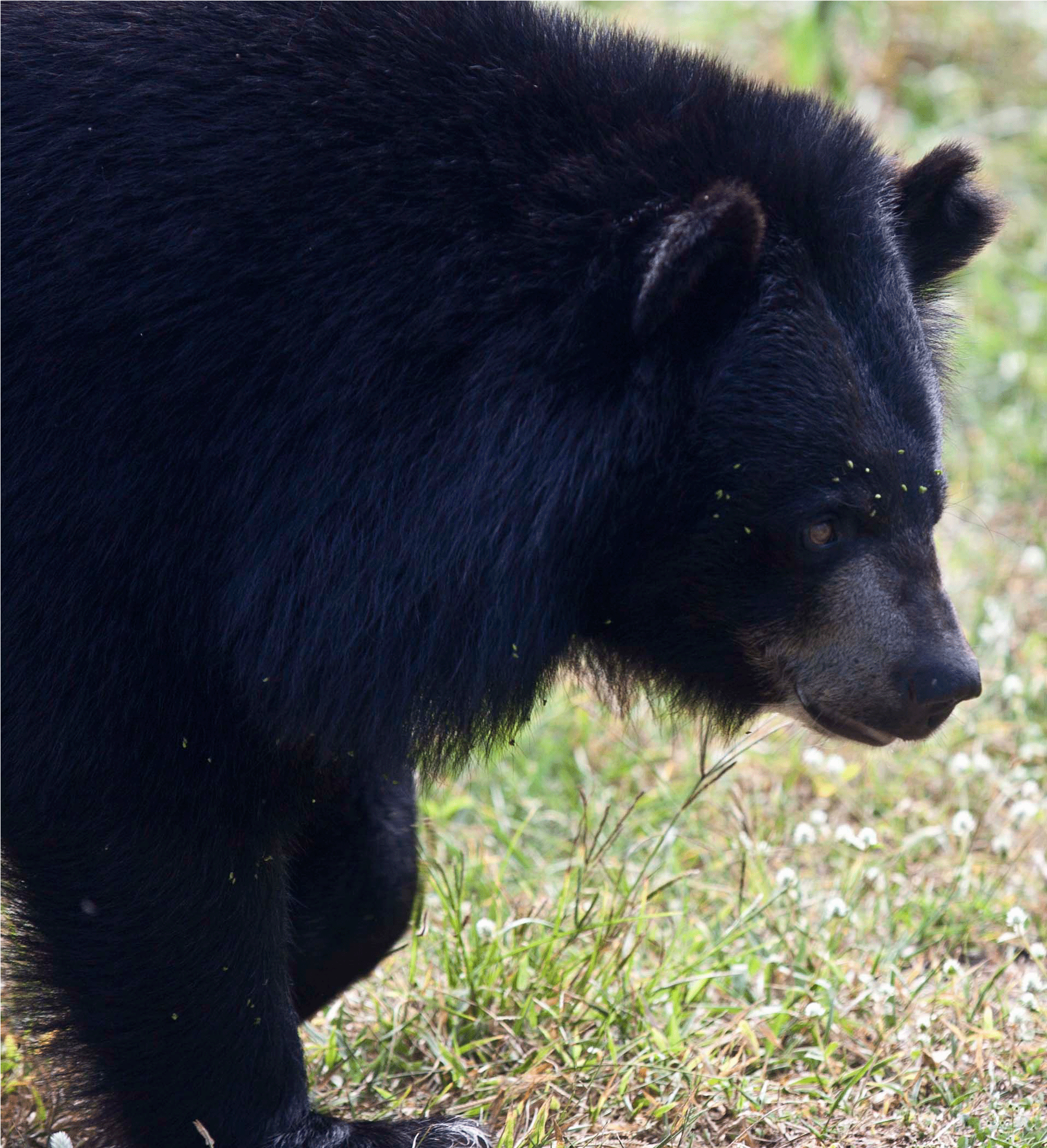 Full - American Black Bear (3156x2104), Png Download