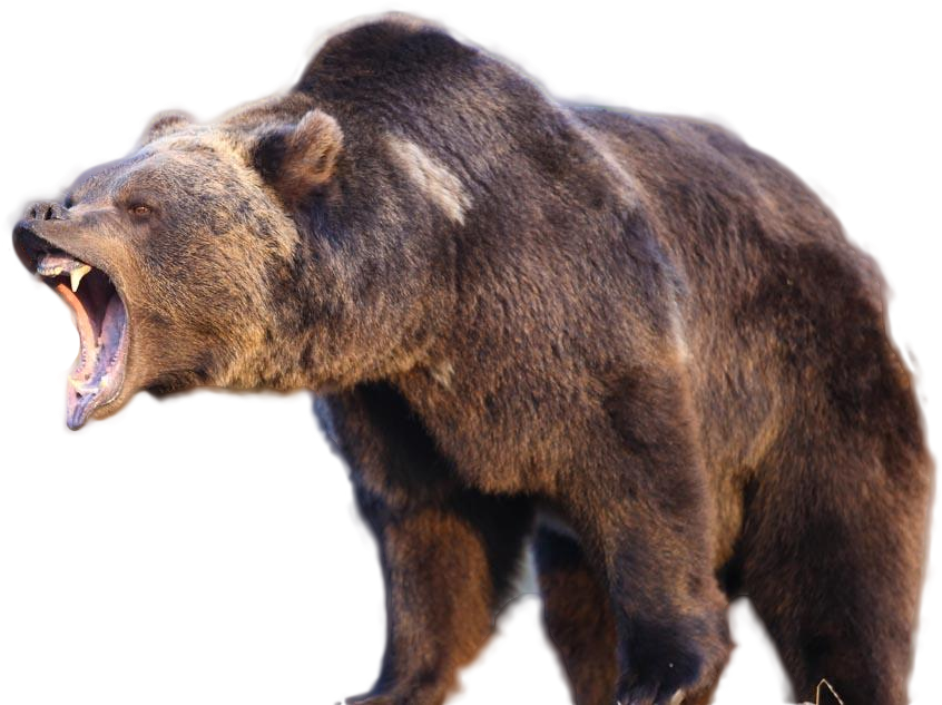 Grizzly Bears (1000x666), Png Download