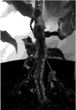Late Blight Manifestation On Tomato Plants, Grown On - Monochrome (850x378), Png Download