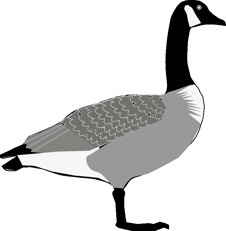 Input Canada-goose (782x800), Png Download