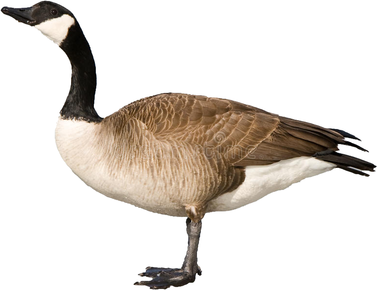 Canadian Goose Clipart (800x800), Png Download