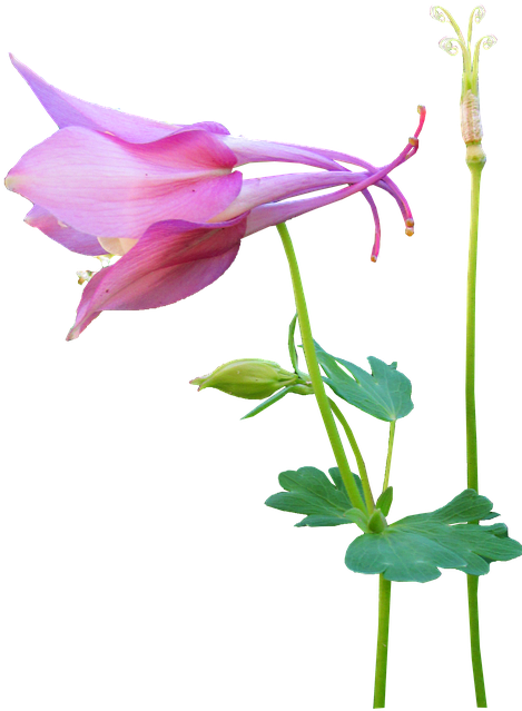 Flower, Pink, Stem, Seed - Canada Columbine (480x720), Png Download