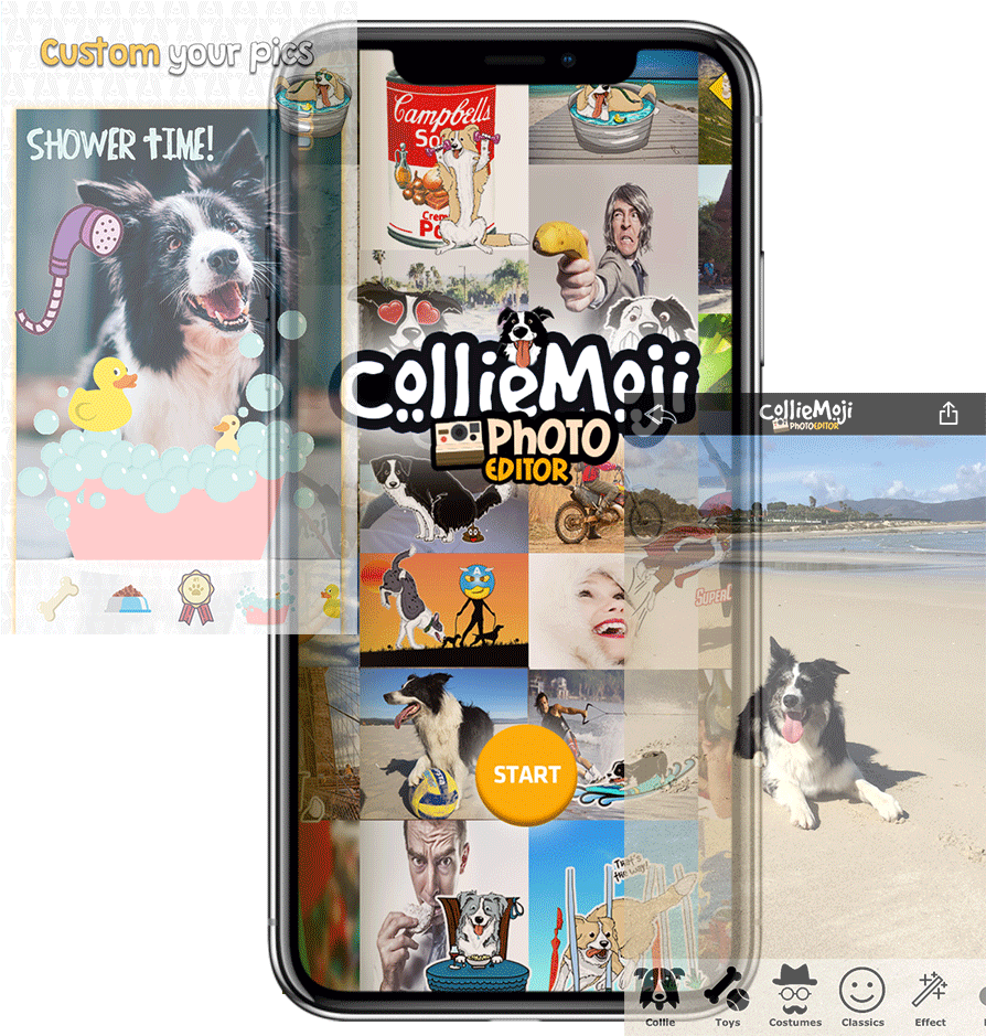 More Info - Companion Dog (921x958), Png Download