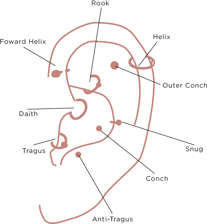Cartilage Piercing - Diagram (800x800), Png Download