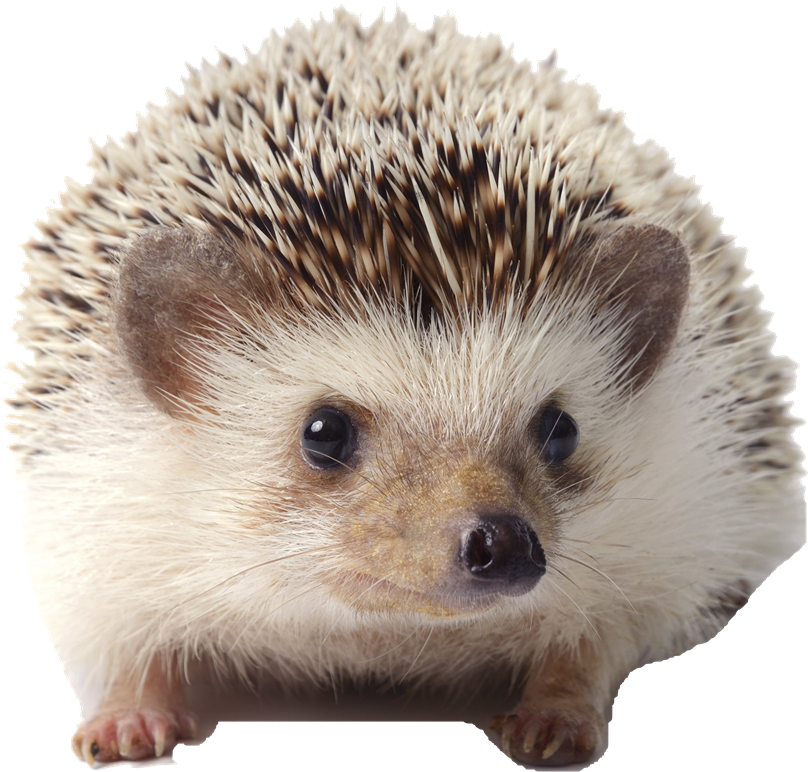 Cute African Pygmy Hedgehogs (1600x1067), Png Download
