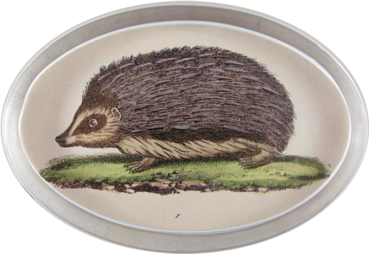 Erinaceidae (800x800), Png Download