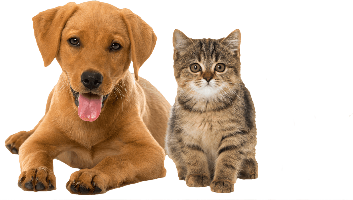 Premium Pet Care - Valentines Day Puppies And Kittens (1524x730), Png Download