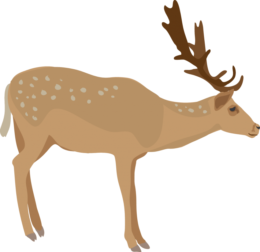 Download Elk Png Images Background - Elk (850x822), Png Download