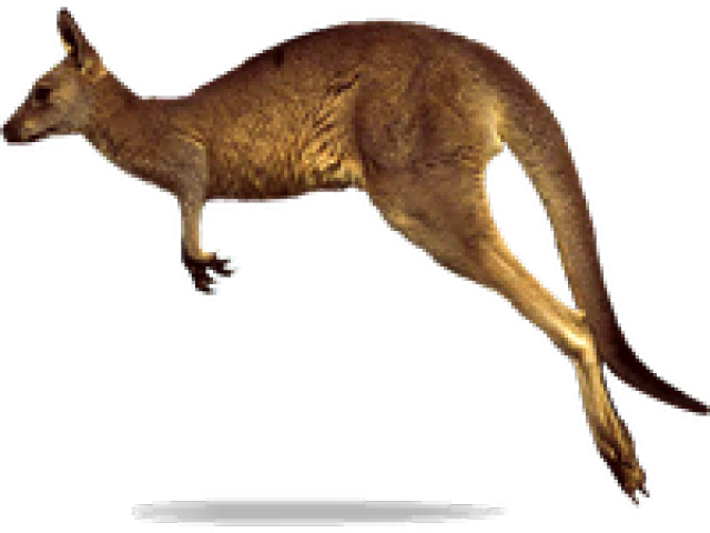 Kangaroo Png (640x480), Png Download