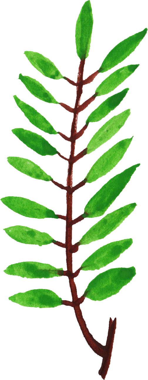 Free Download - Twig (504x1295), Png Download