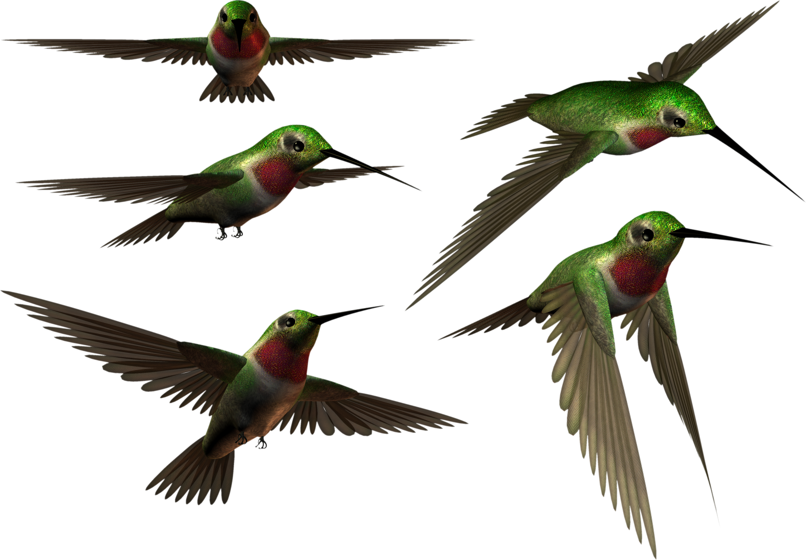 Birds, Hummingbird, I Want You, Animals, Hummingbirds, - Animal (1600x1111), Png Download
