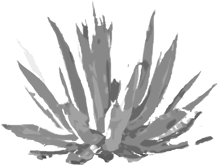 Welcome To Maguey Weaves - Agave Azul (805x573), Png Download