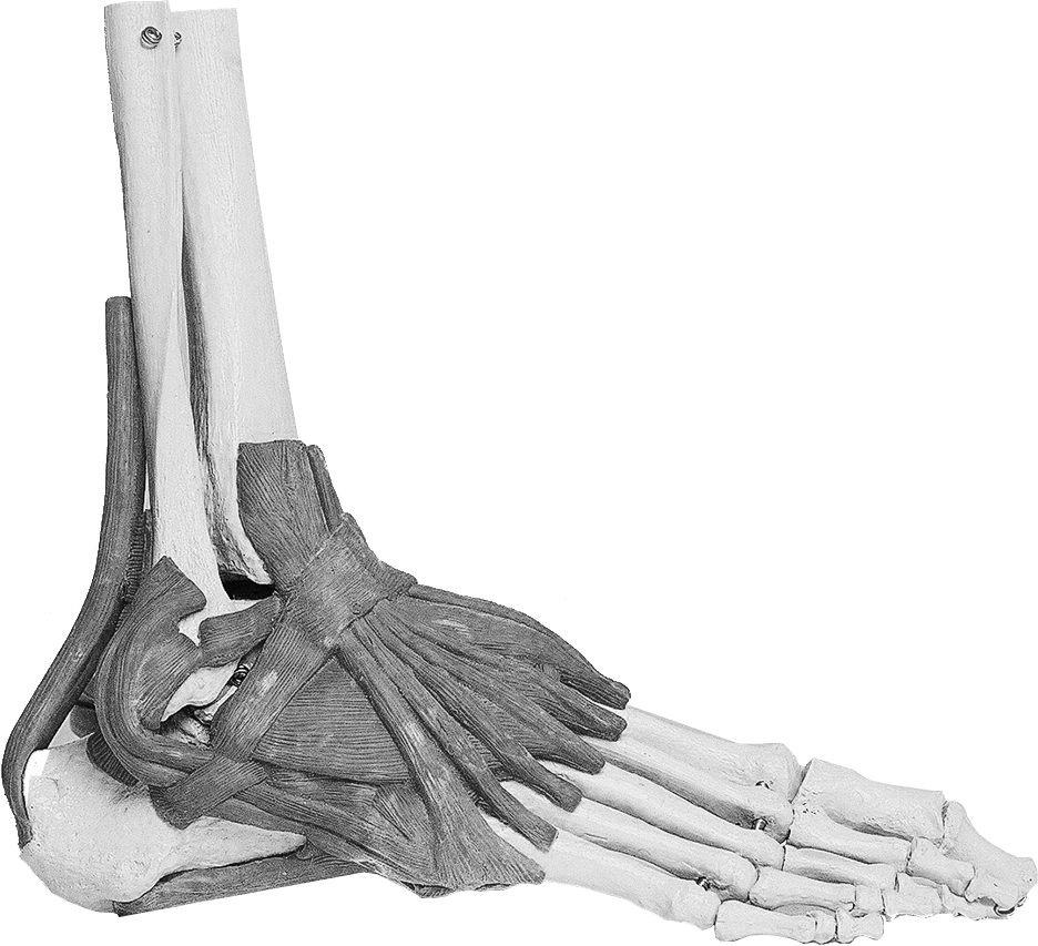 Feet - Sinus Tarsi Syndrome (936x853), Png Download